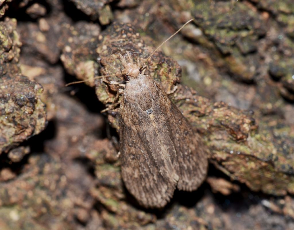 Elachistidae? No, Pyralidae - Lamoria anella